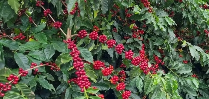 Contratos agrícolas operam em baixa em Nova York