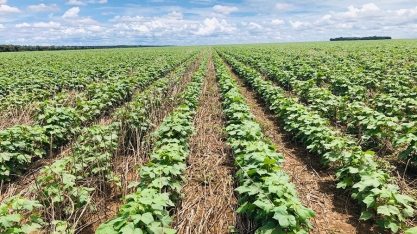 Pesquisa mostra que semeadura customizada aumenta a produtividade