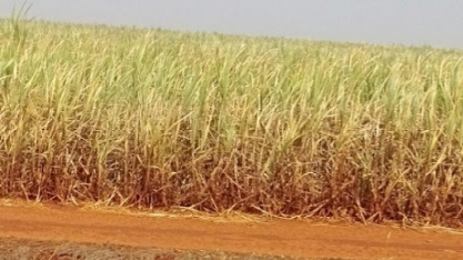 Presidente da Bioenergia Brasil comenta impactos da seca severa na safra 2025 e políticas públicas