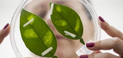 Pesquisa revela como patógenos inativam sistema de defesa de plantas