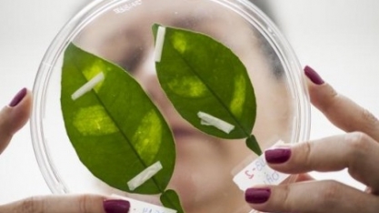 Pesquisa revela como patógenos inativam sistema de defesa de plantas