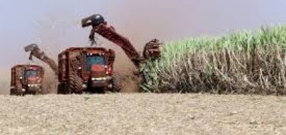 OIA Reduz Previsão de Déficit Global de Açúcar para 2024/25