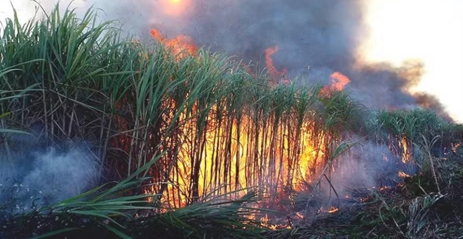 Incêndios destruíram lavouras de cana-de-açúcar em São Paulo. Seguradoras estão mais atentas às consequências das mudanças climáticas — Foto: Divulgação/Nitro
