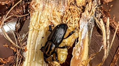 Sphenophorus levis: como Gales®, lançamento da ADAMA, oferece versatilidade na proteção do canavial