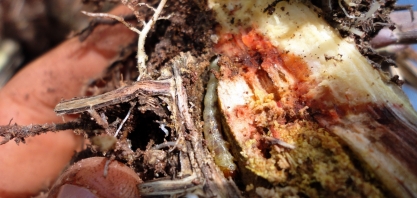 Experimento demonstra que controlar Sphenophorus levis via irrigação é mais vantajoso do que utilizar corte de soqueira