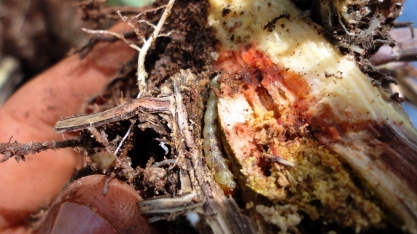 Experimento demonstra que controlar Sphenophorus levis via irrigação é mais vantajoso do que utilizar corte de soqueira