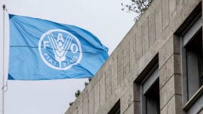 Preço dos óleos vegetais dão salto de 7,3% em outubro