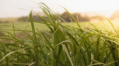  Bicudo-da-cana desafia o setor sucroenergético e pode comprometer até 30 toneladas por hectare