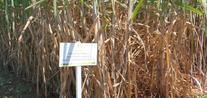 As variedades de cana RB são as mais cultivadas no Brasil