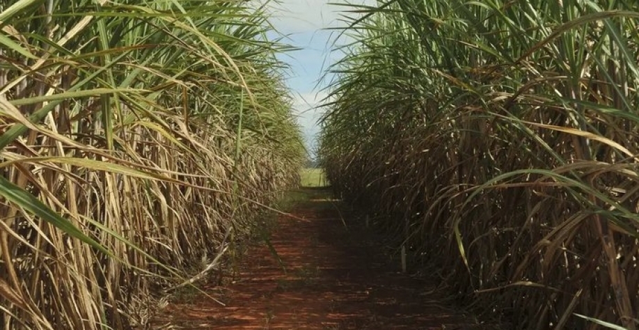 No Brasil, o mercado de trabalho no agro encerrou o mês com um saldo positivo de 21.208 postos, resultado de 223.146 admissões e 201.938 desligamentos - Foto: Reprodução