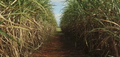 Alagoas lidera geração de empregos no agronegócio em setembro de 2024