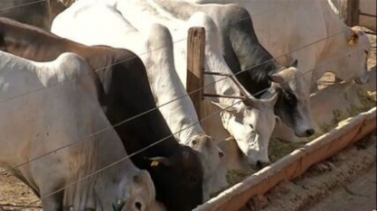 Derivado do etanol de milho ajuda a alimentar gado em Mato Grosso