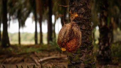 Fabricante de óleo de palma investe R$ 25 milhões em laboratório de clonagem de mudas