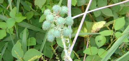 Plantas daninhas na cultura da cana