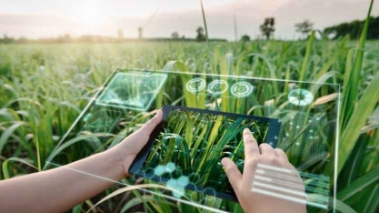 Humanos na Frente da IA em Agropecuária, Bioenergia e Agroindústria; Entenda