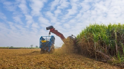 Impactos climáticos com safra de cana não alteram dependência global pelo açúcar brasileiro em 2025