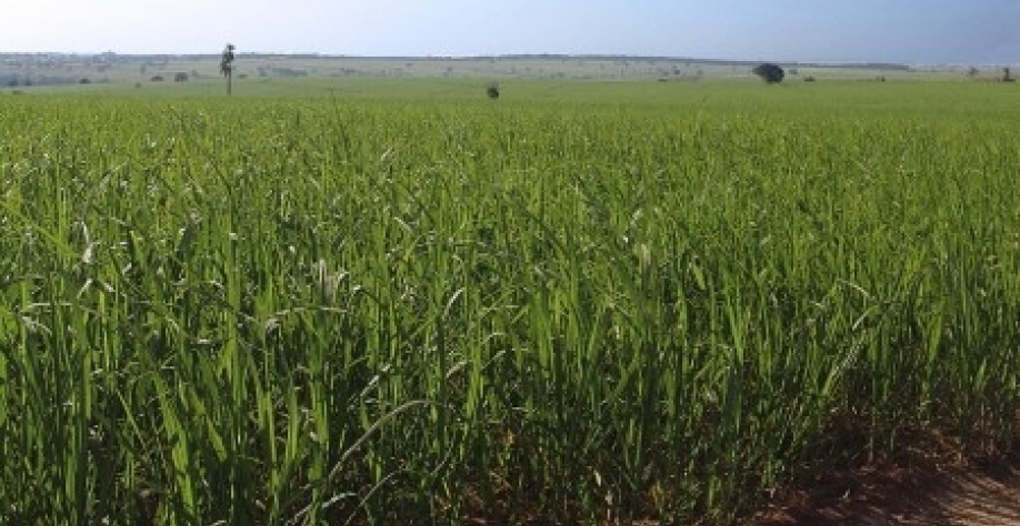 Estudo foi lançado durante a Brazilian Bioenergy Science and Technology Conference (foto: José Reynaldo da Fonseca/Wikimedia Commons)