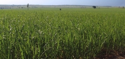 Países emergentes podem contribuir com quase metade da meta de redução de CO2 no transporte global