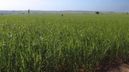 Países emergentes podem contribuir com quase metade da meta de redução de CO2 no transporte global