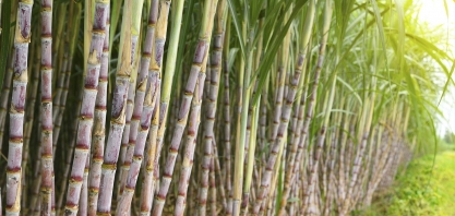 O papel da cana-de-açúcar na economia circular