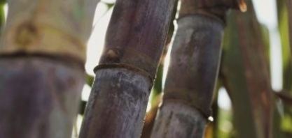 Fórum de Bioenergia reunirá CEO’s de empresas multinacionais, lideranças setoriais e governo para discutir oportunidades para Mato Grosso do Sul na transição energética