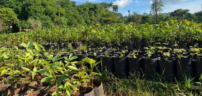 Rubi S.A. já doou quase 14 mil mudas de árvores em 2024