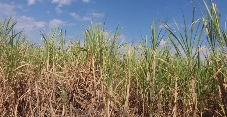 Safra de cana-de-açúcar deve ser beneficiada com chuvas em novembro — Foto: Claudia Assencio/g1