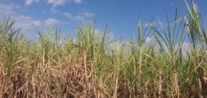 Chuvas de novembro devem favorecer safra de cana na região de Piracicaba: 'tempo bom para o campo', diz pesquisador da USP