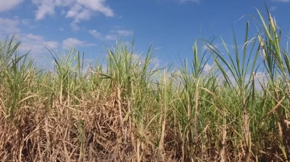 Chuvas de novembro devem favorecer safra de cana na região de Piracicaba: 'tempo bom para o campo', diz pesquisador da USP