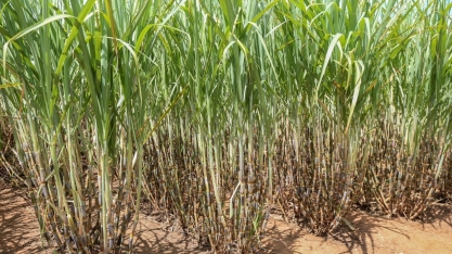 CTC tem mais de 50 anos de pioneirismo na pesquisa canavieira