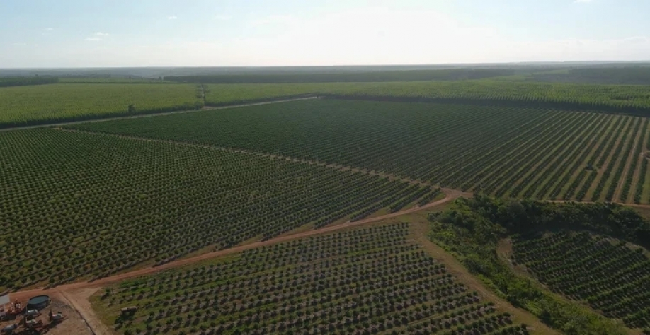 Vista área de parte da fazenda de laranja e tangerina da Agrocitrus, empresa do norte da Bahia