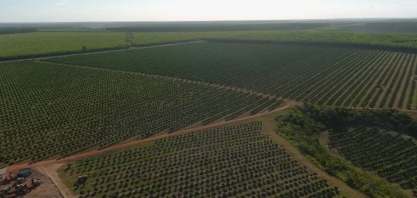Indústria e centro tecnológico: os planos da Bahia para se tornar a nova fronteira do agro nacional