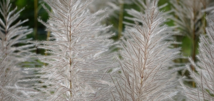 Das canas crioulas à cana transgênica