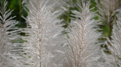 Das canas crioulas à cana transgênica