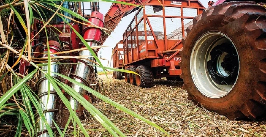 Colheita de cana-de-açúcar (Emiliano Capozoli/Exame)