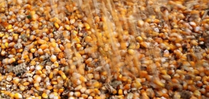 Indonésia importará milho e açúcar bruto em 2025 para uso industrial, em impulso de autossuficiência