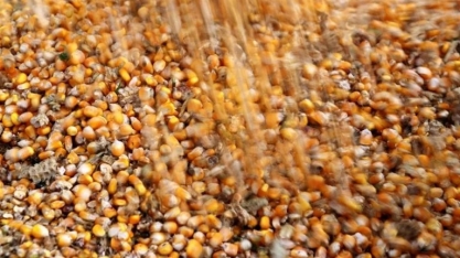 Indonésia importará milho e açúcar bruto em 2025 para uso industrial, em impulso de autossuficiência