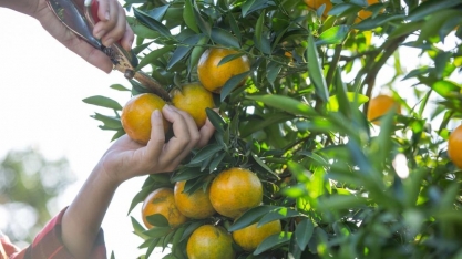 Com investimento de R$ 90 milhões, setor citrícola paulista ganha Centro de Pesquisa Aplicada em Inovação e Sustentabilidade