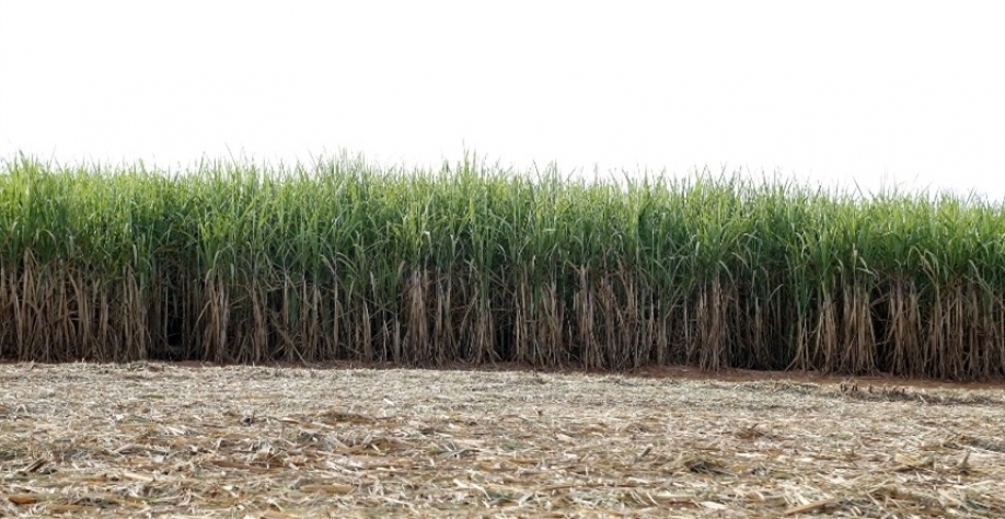 Enquanto isso, na Índia, a produção de açúcar demonstra sinais de recuperação - Foto: Pixabay