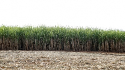 Acordo UE-Mercosul impacta mercado de açúcar