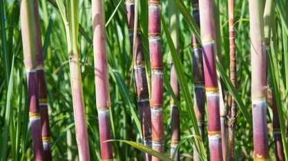 A entressafra da cana: açúcar deve ter preços fracos em 2025, enquanto ICMS e PIS dão impulso ao etanol