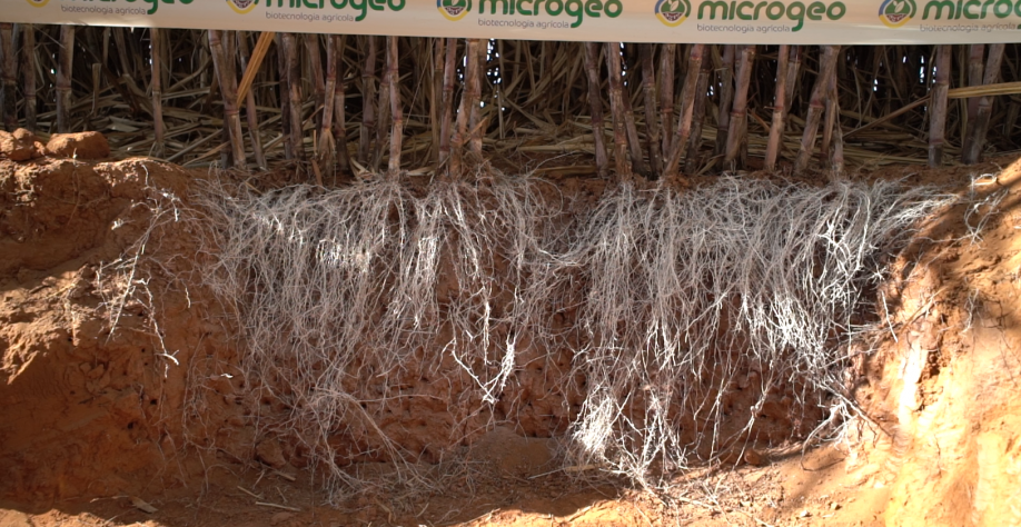 Enraizamento da cana em área que recebe a Biotecnologia Microgeo®. Crédito foto: Renato Delarco