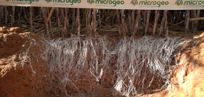 Revolução dos microrganismos na agricultura regenerativa preserva o maior patrimônio do agricultor, o solo