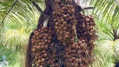 BASF vai passar a comprar óleo de macaúba produzido de forma sustentável