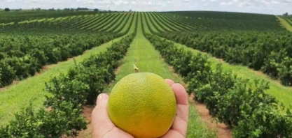 Acordo entre Mercosul e UE deve favorecer citricultura nacional