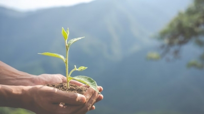 Entenda como o bambu pode ser uma fonte de renda e reflorestamento