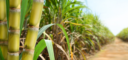 A história do etanol no Brasil