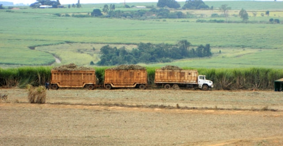 Foto: Neide Makiko/ Embrapa Informática Agropecuária
