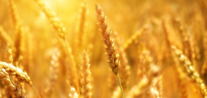 Trigo como fonte para etanol: capacitação com cooperativas destaca oportunidades na bioenergia