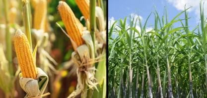 Etanol de milho ou cana-de-açúcar? Entenda a diferença e as vantagens